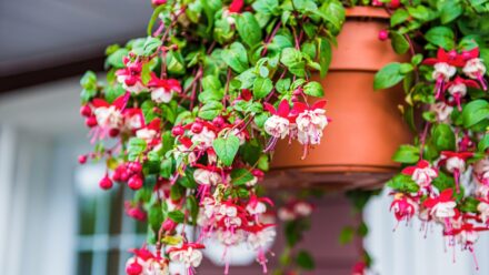 Leia mais sobre o artigo Como Podar Plantas de Fúcsia para Florescer Durante Todo o Verão