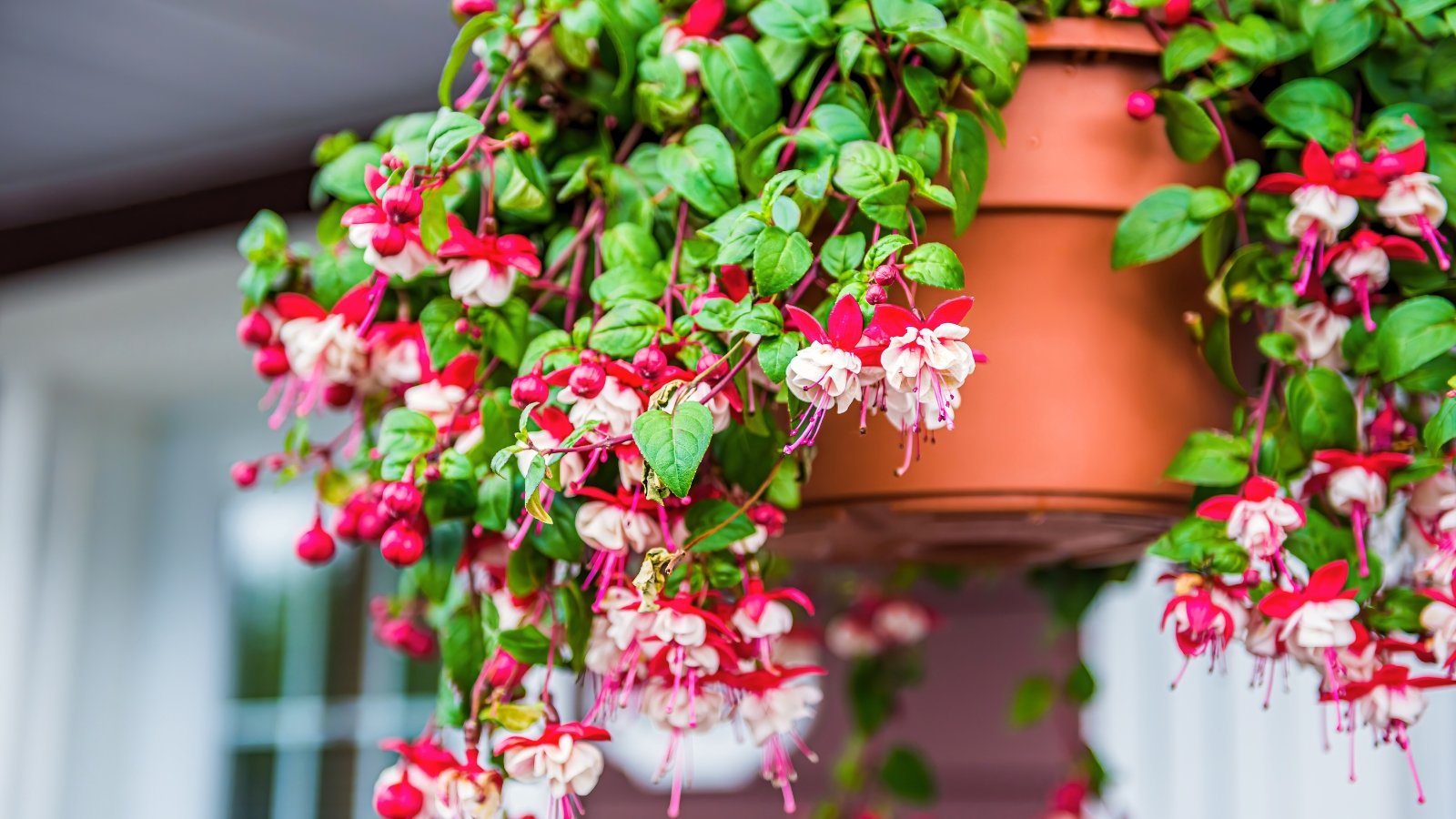 Você está visualizando atualmente Como Podar Plantas de Fúcsia para Florescer Durante Todo o Verão