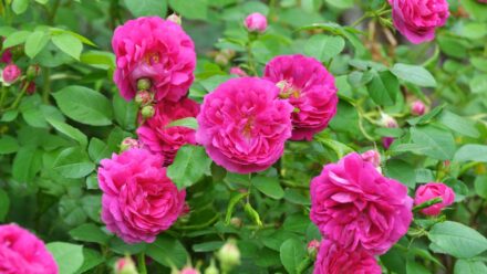 Leia mais sobre o artigo Como Plantar, Cultivar e Cuidar das Rosas ‘Henri Martin’