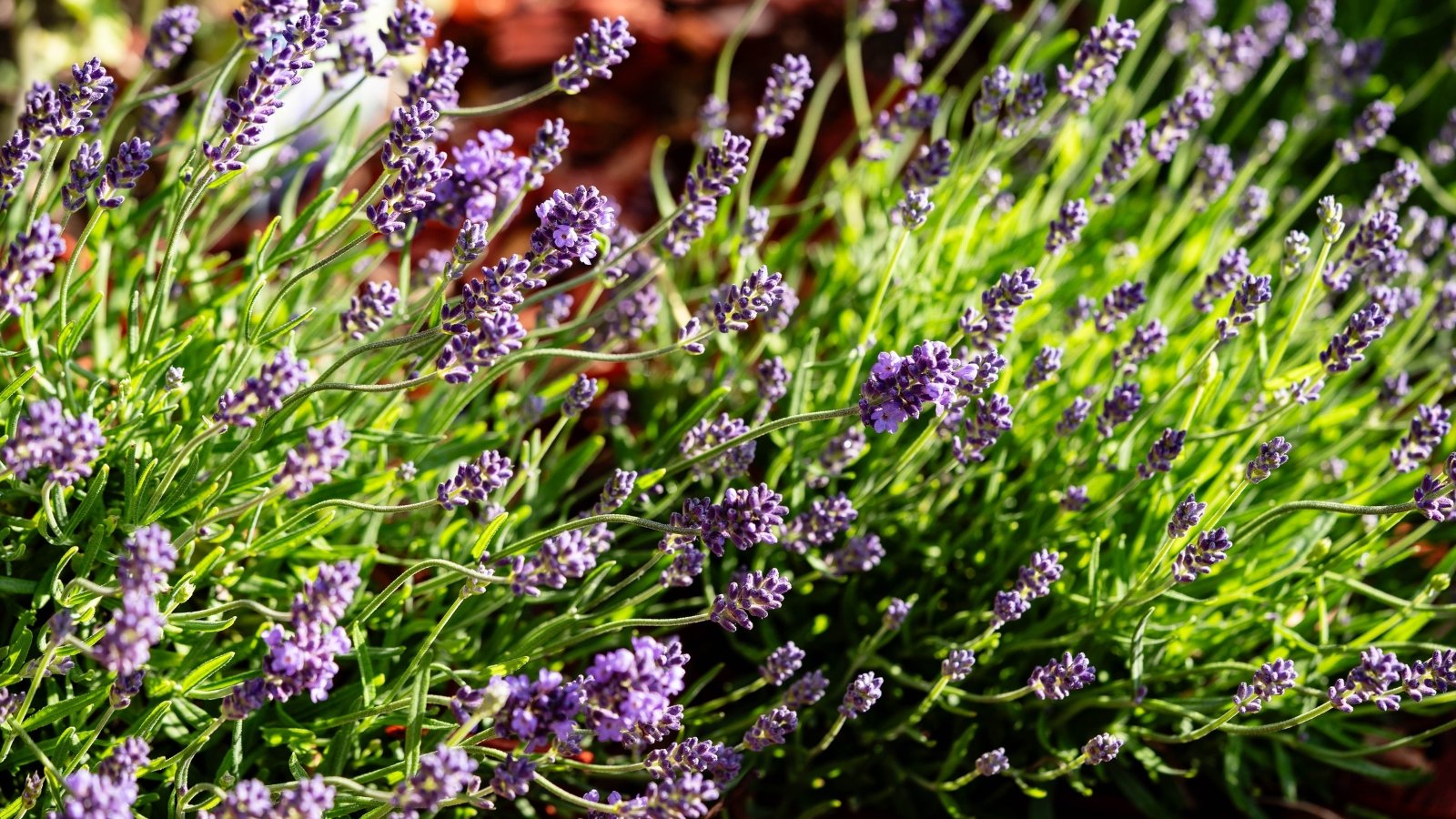 No momento, você está visualizando Por Que Minha Lavanda Está Murchando?