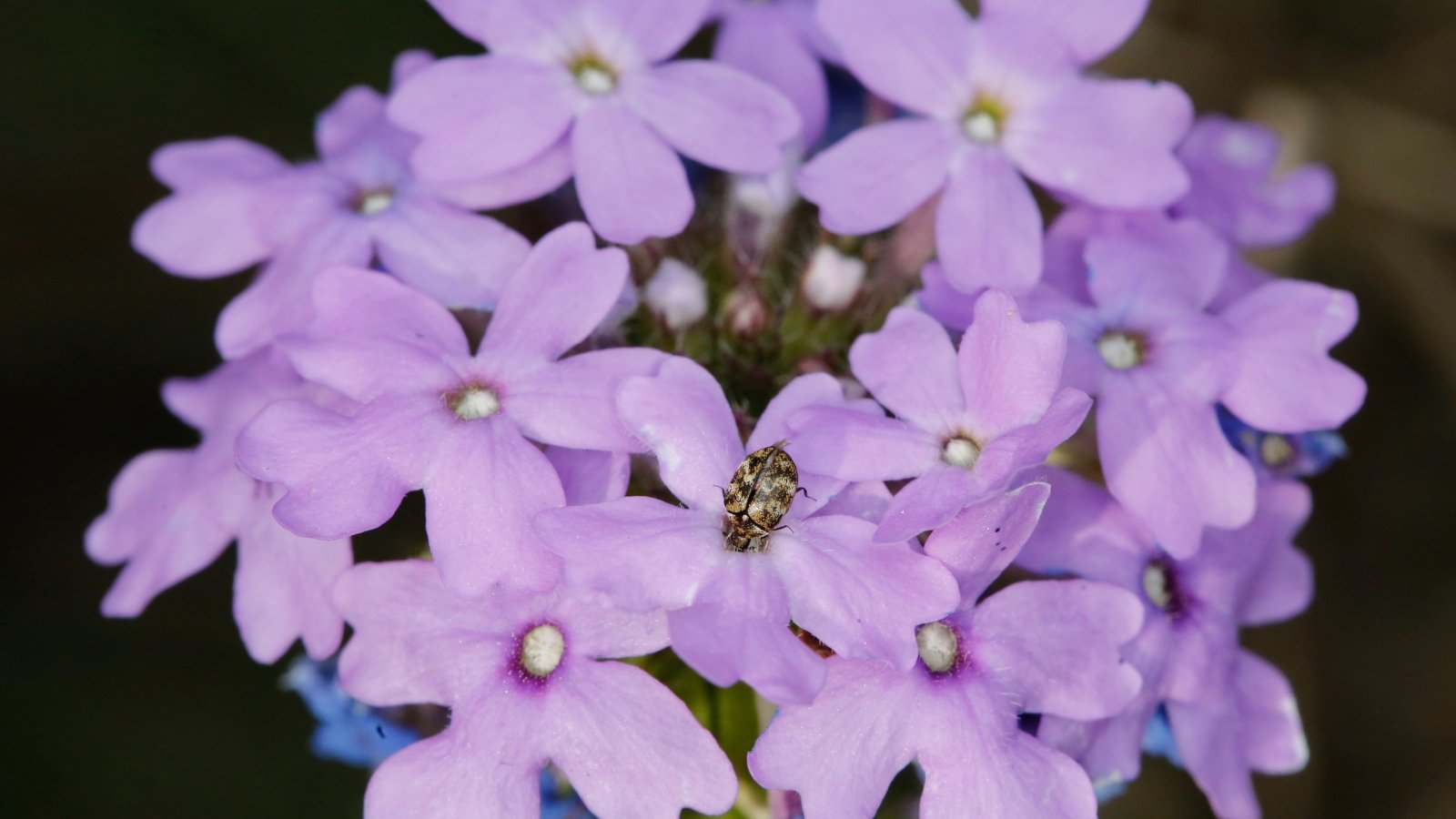 Você está visualizando atualmente 17 Flores de Outono para Plantar em Julho