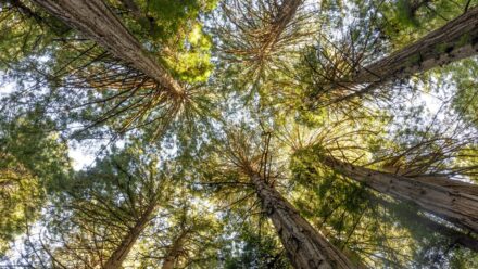 Leia mais sobre o artigo Como Plantar, Cultivar e Cuidar de Árvores de Sequoia