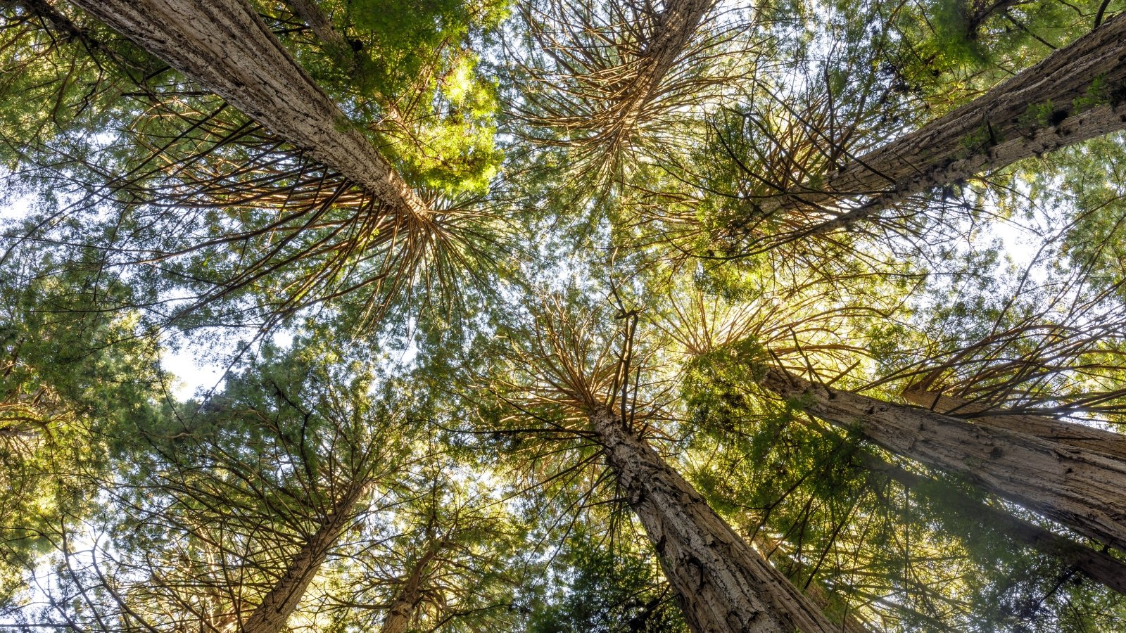 Você está visualizando atualmente Como Plantar, Cultivar e Cuidar de Árvores de Sequoia