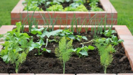Leia mais sobre o artigo 7 Dicas de Espaçamento de Plantas para Crescimento Ótimo em Canteiros Elevados