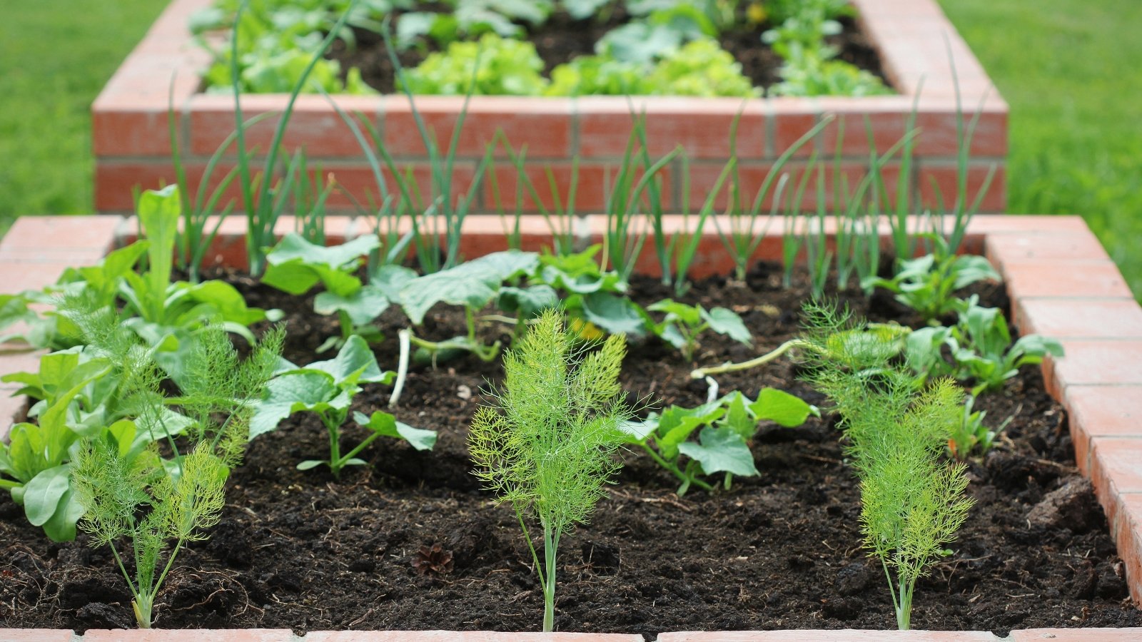 Você está visualizando atualmente 7 Dicas de Espaçamento de Plantas para Crescimento Ótimo em Canteiros Elevados