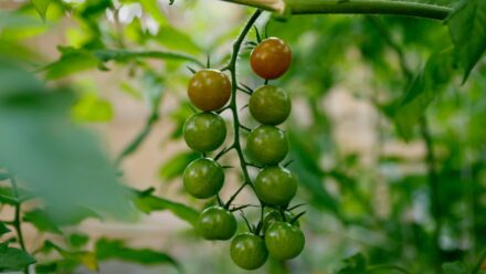 Leia mais sobre o artigo 7 Razões Pelas Quais Você Não Deve Deixar Seus Tomates Amadurecerem na Videira