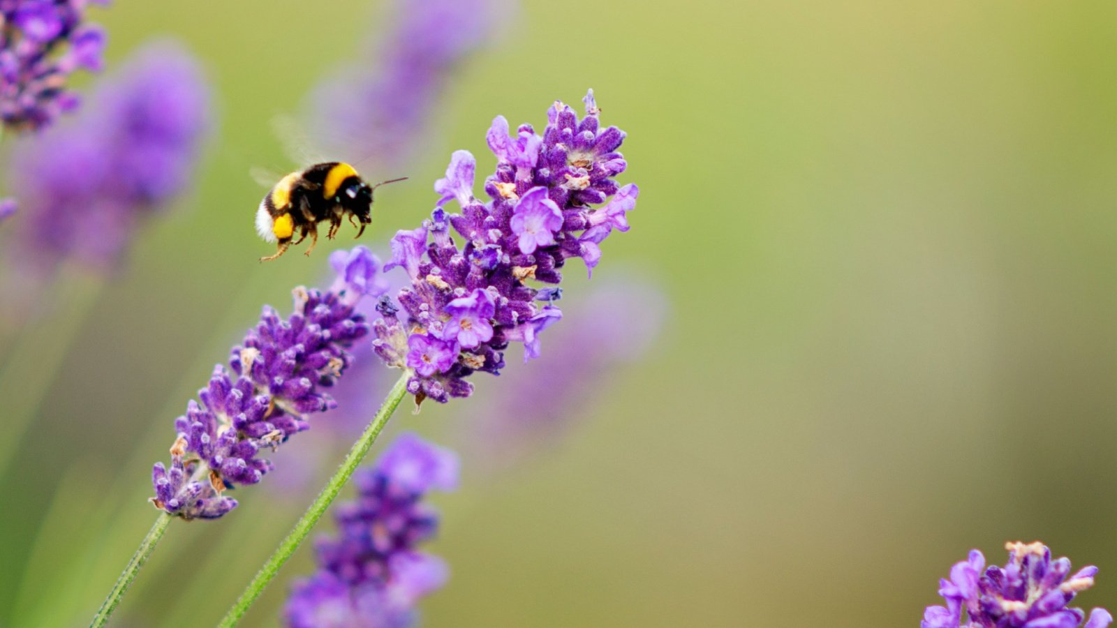 Você está visualizando atualmente 31 Plantas para Atrair Insetos Benéficos para o Seu Jardim