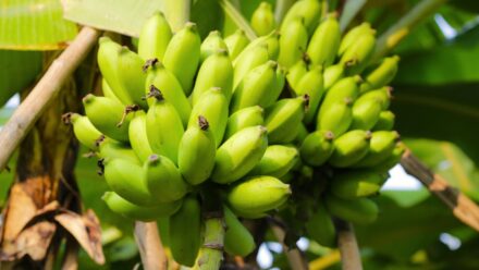 Leia mais sobre o artigo 9 Melhores Bananeiras para Jardins Residenciais