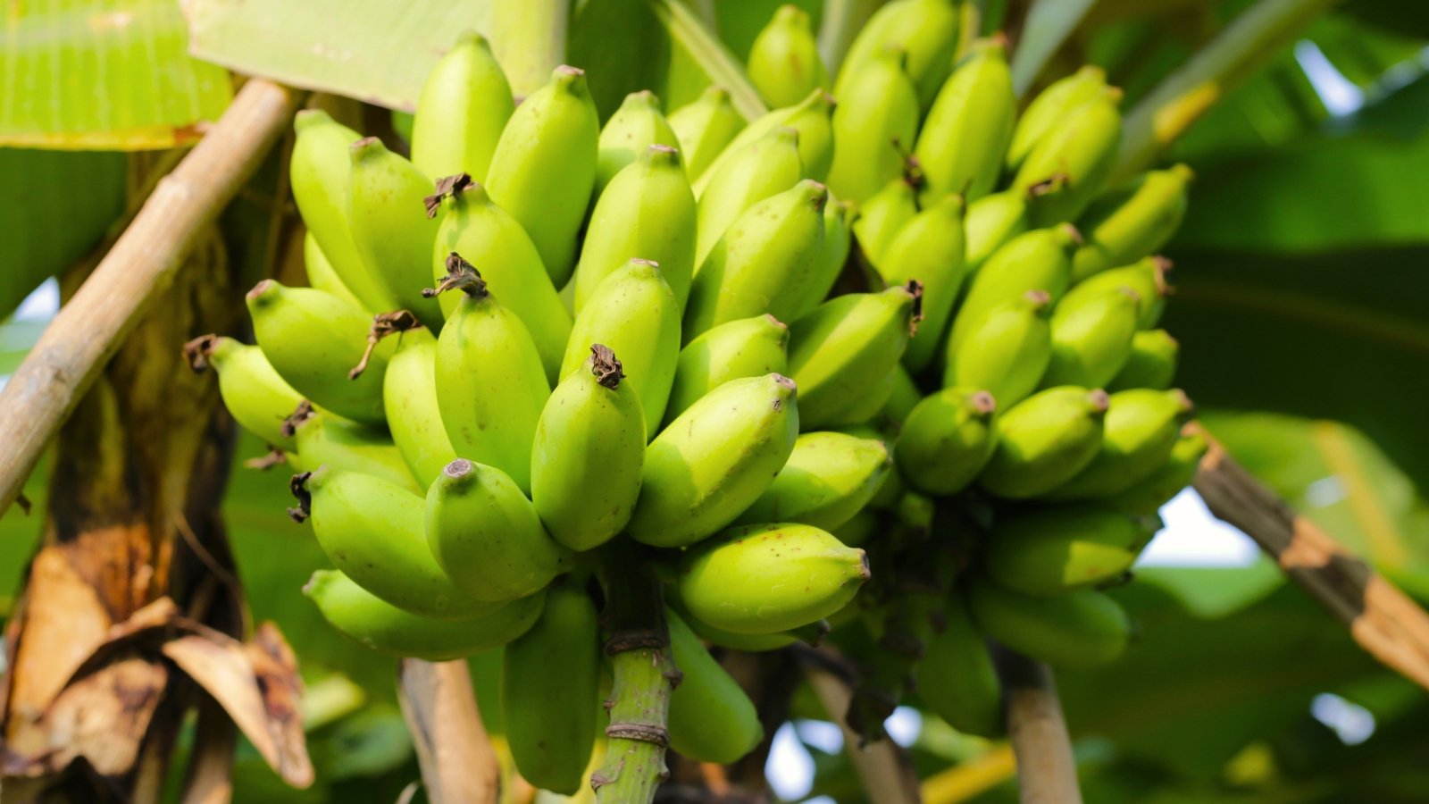 Você está visualizando atualmente 9 Melhores Bananeiras para Jardins Residenciais