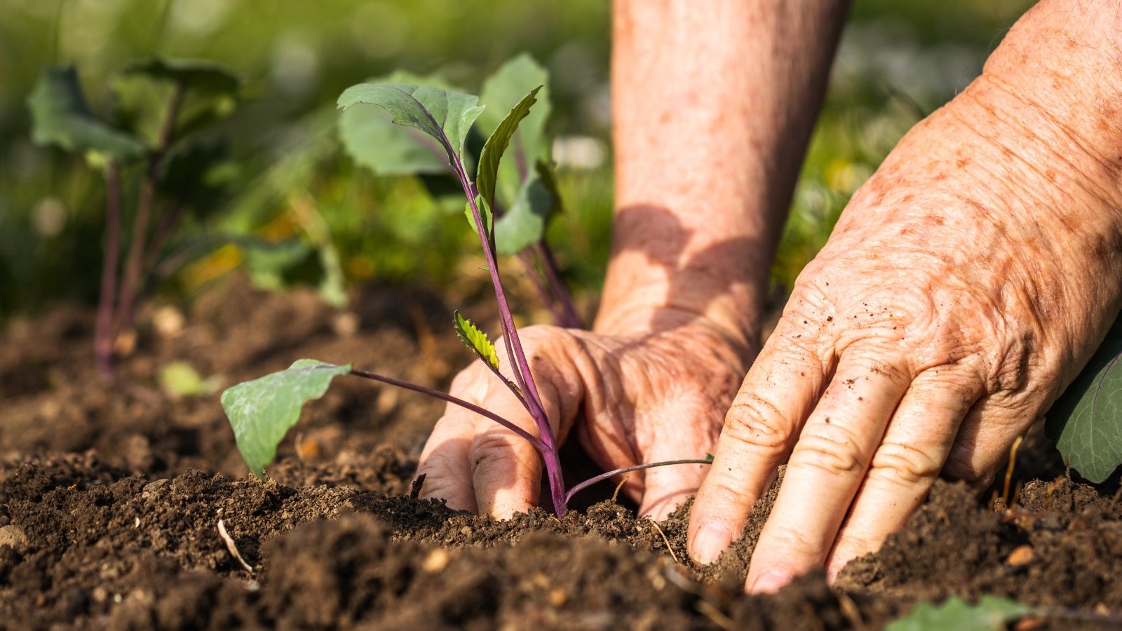 No momento, você está visualizando 12 Erros de Jardinagem para Iniciantes a Evitar Neste Verão