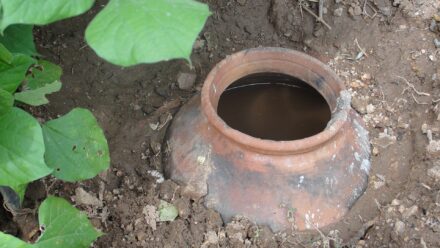 Leia mais sobre o artigo Enterrar Vasos de Terracota Permite Jardinar com Menos Água