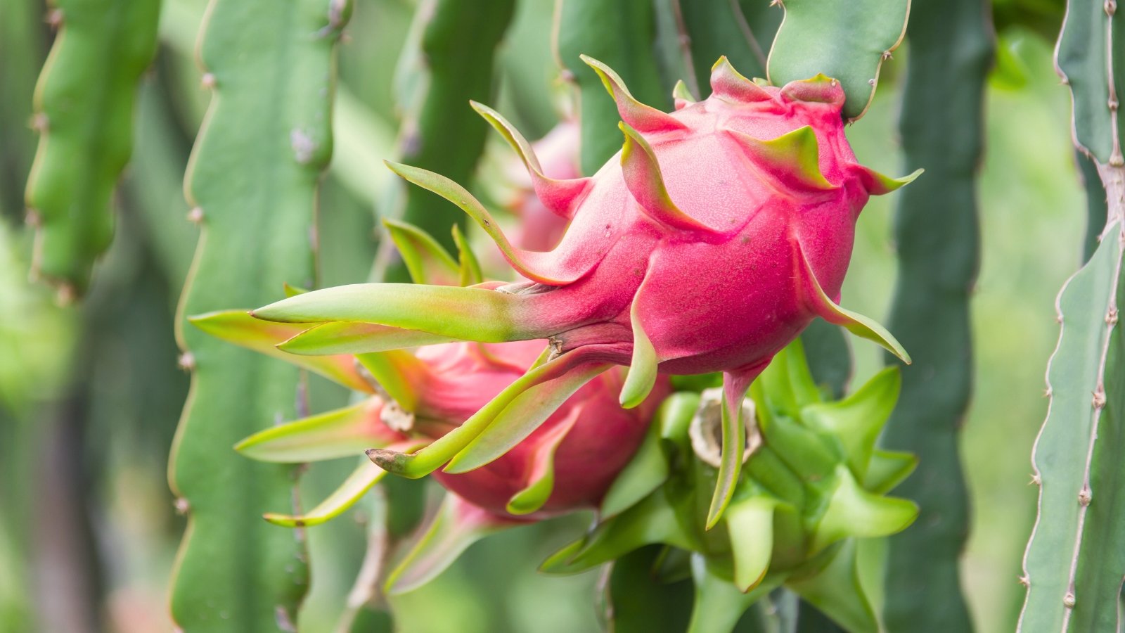 Você está visualizando atualmente Qual é a Velocidade de Crescimento das Árvores de Pitaya?