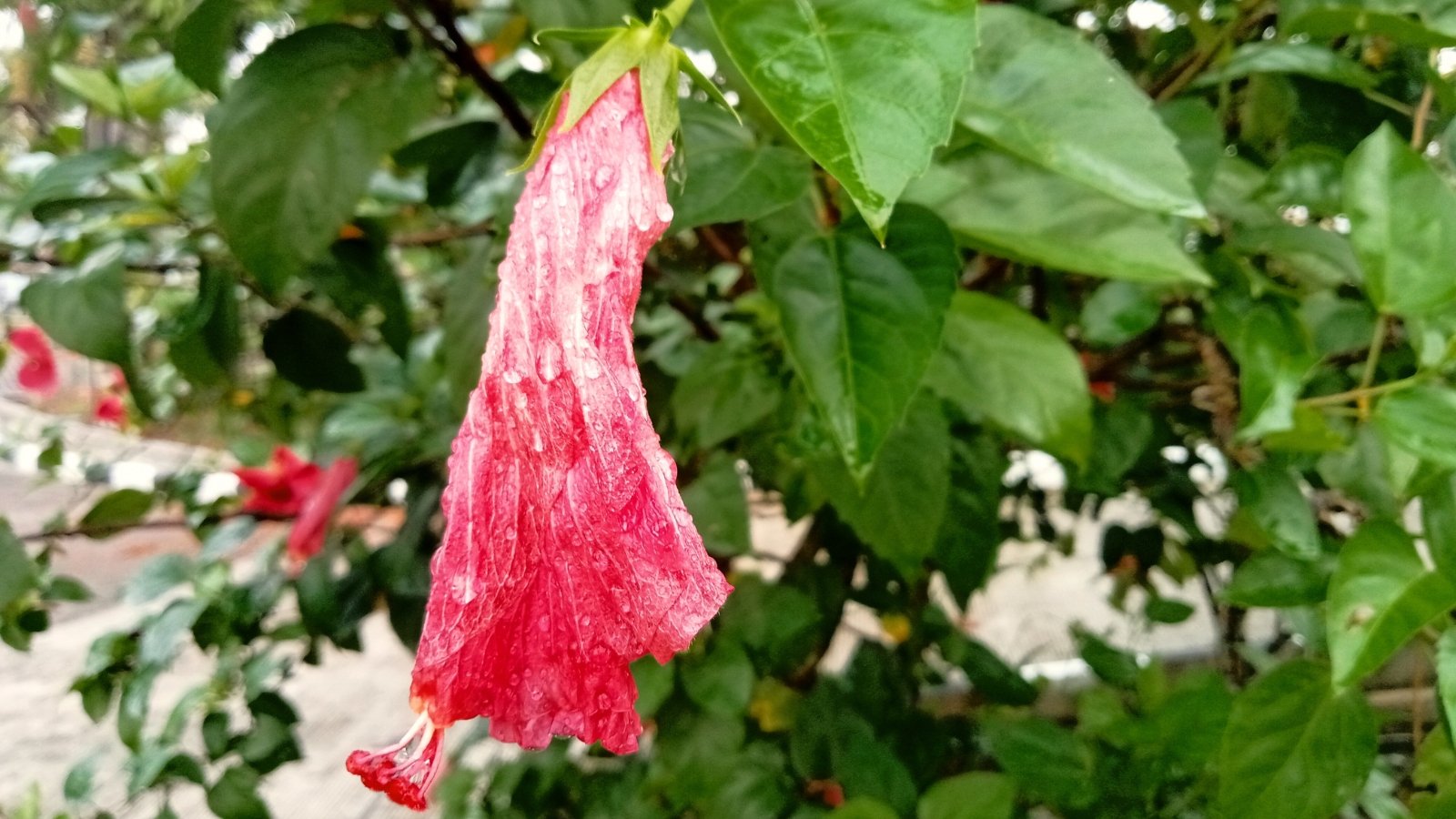 No momento, você está visualizando Por Que Meu Hibisco Está Perdendo Flores?