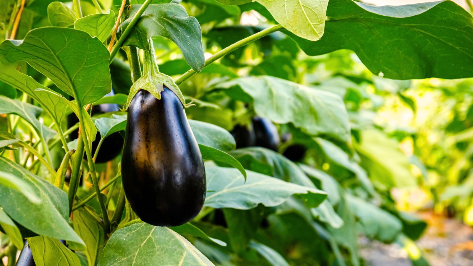 No momento, você está visualizando 17 Vegetais Que Você Pode Plantar em Julho