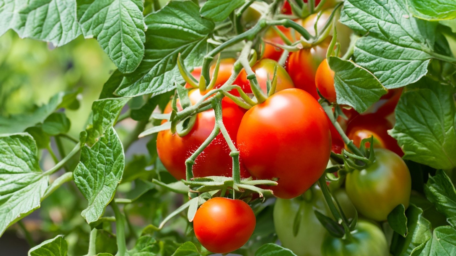 Você está visualizando atualmente 10 Coisas Que Você Deve Saber Antes de Cultivar Tomates