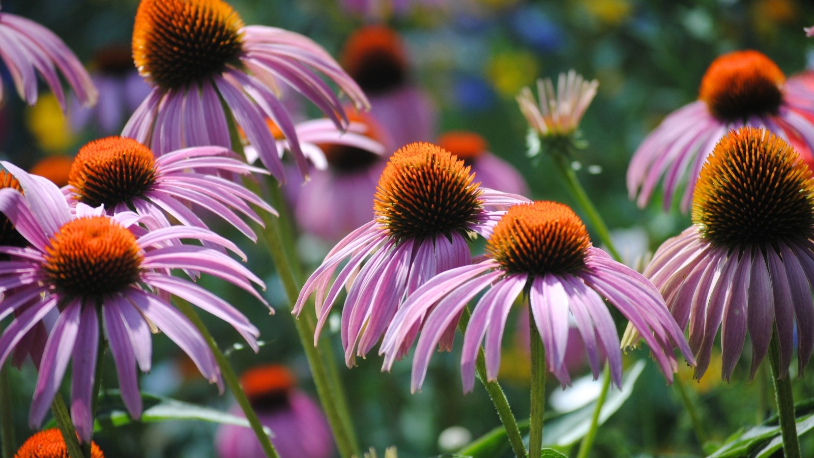 Você está visualizando atualmente 21 Perpétuas de Floração Mais Longa para Cor Duradoura