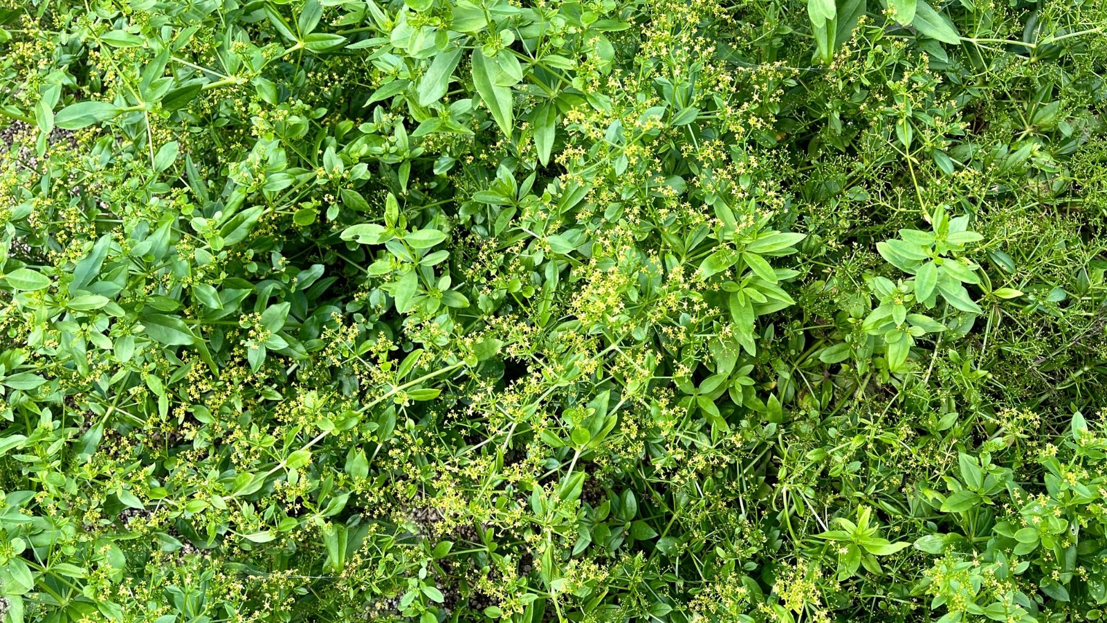 No momento, você está visualizando Como Plantar, Cultivar e Cuidar da Raiz de Rubia