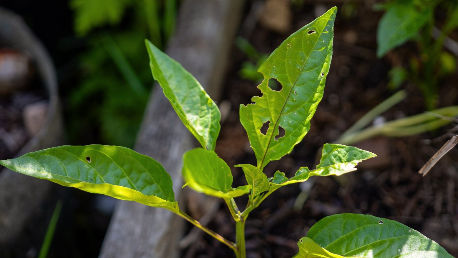 Você está visualizando atualmente O que Está Comendo Minha Planta de Pimenta? Pragas de Pimenta