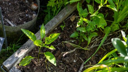 Leia mais sobre o artigo Qual é a Distância Ideal para Plantar Pimentas?