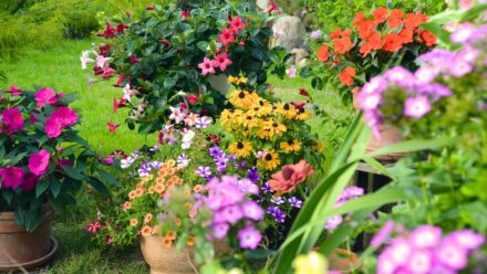 Leia mais sobre o artigo 21 Plantas Populares que Você Deve Cultivar Apenas em Vasos