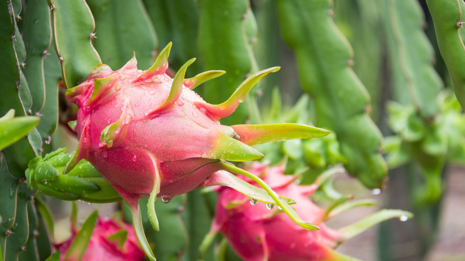 Você está visualizando atualmente Como Propagar Pitaya em 12 Passos