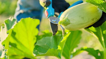 Leia mais sobre o artigo Como Podar Plantas de Abóbora para Colheitas Maiores e Melhores