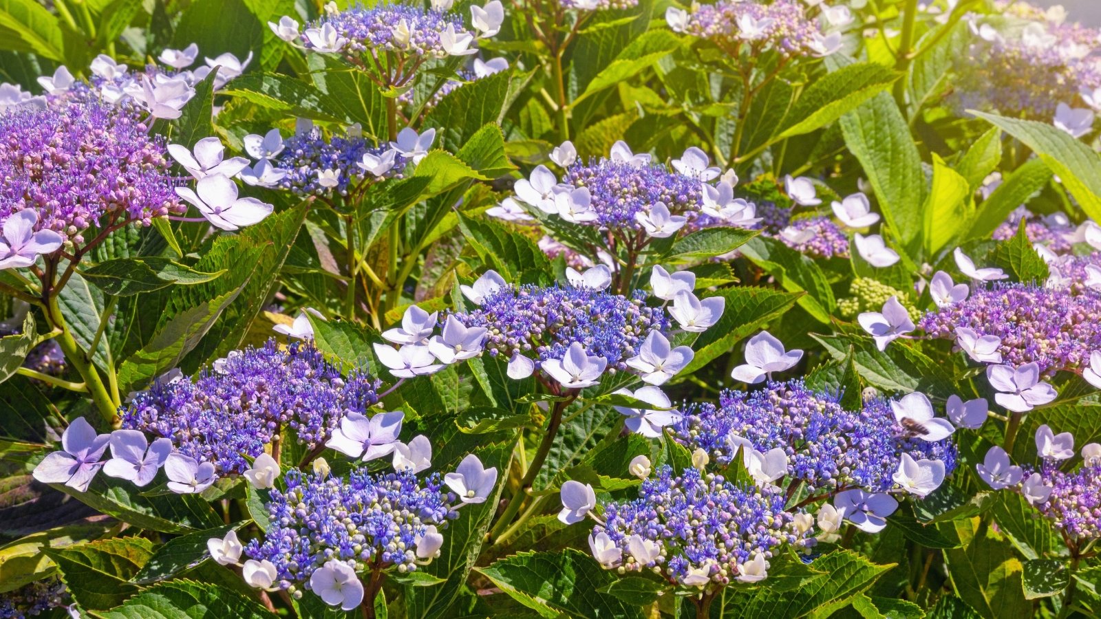 Você está visualizando atualmente Como Plantar, Cultivar e Cuidar da Hortênsia de Folhas Ásperas