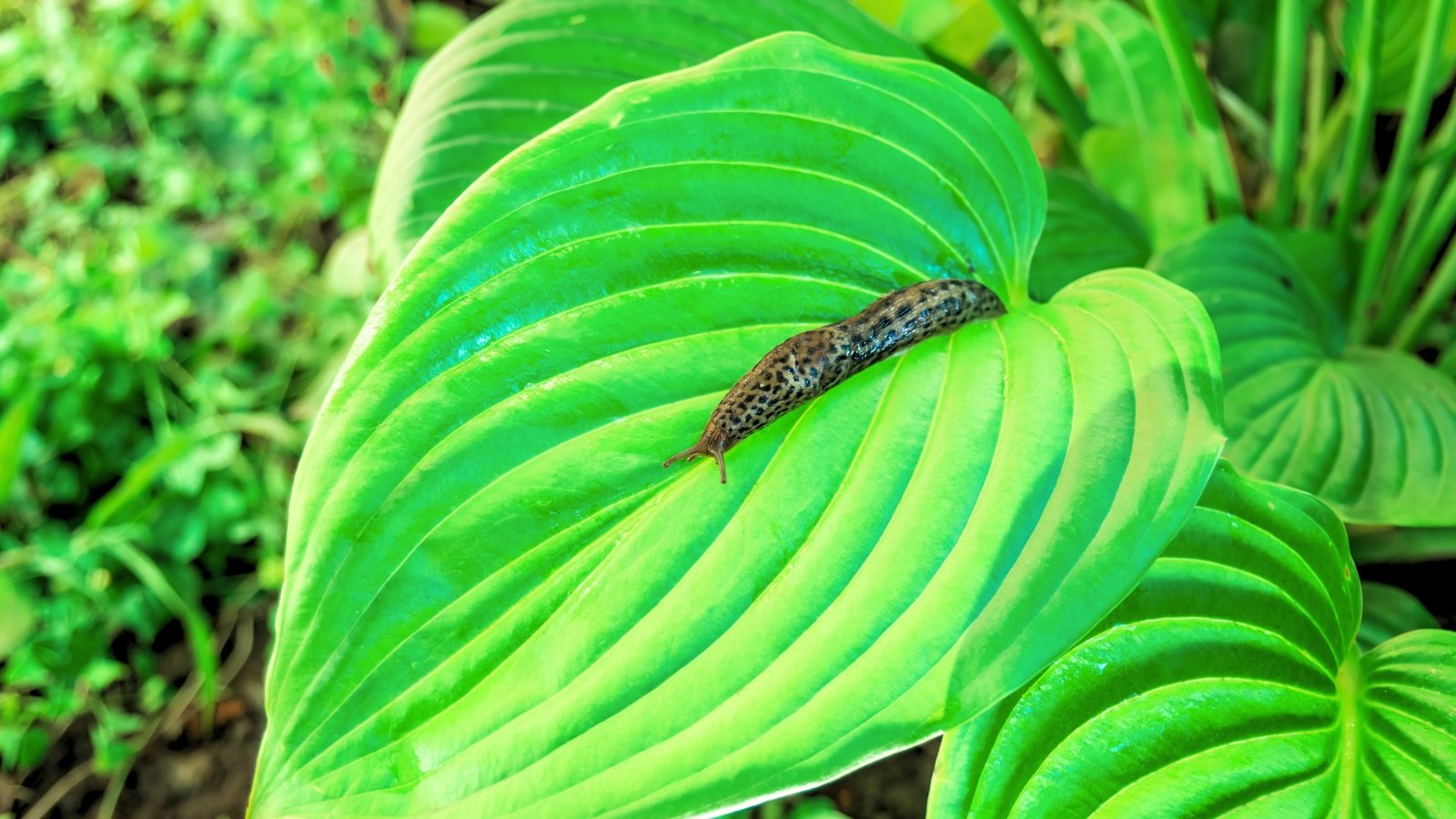 Você está visualizando atualmente 9 Maneiras de Manter Lesmas Longe das Suas Hostas