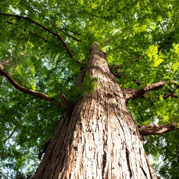 Como Plantar, Cultivar e Cuidar das Árvores de Metasequoia