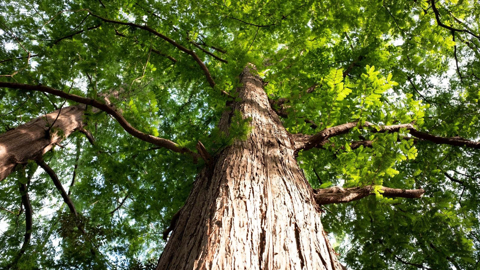 Você está visualizando atualmente Como Plantar, Cultivar e Cuidar das Árvores de Metasequoia