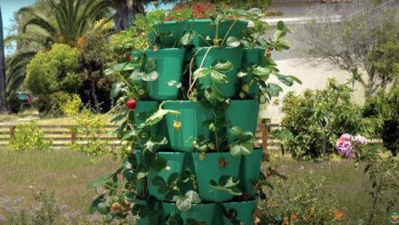 Leia mais sobre o artigo Como Cultivar Morangos em Vasos Verticais