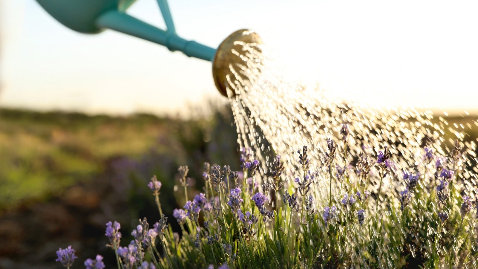 Você está visualizando atualmente Quanta Água a Lavanda Precisa?