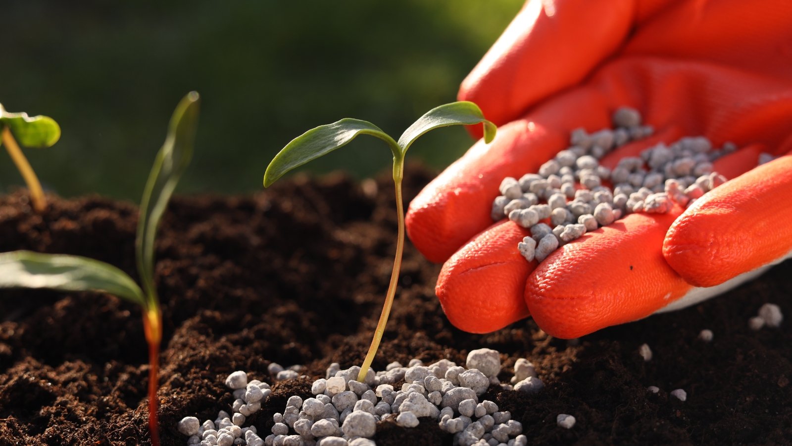 No momento, você está visualizando Um Guia Fácil para Fertilizantes de Jardim: Noções Básicas sobre Fertilizantes