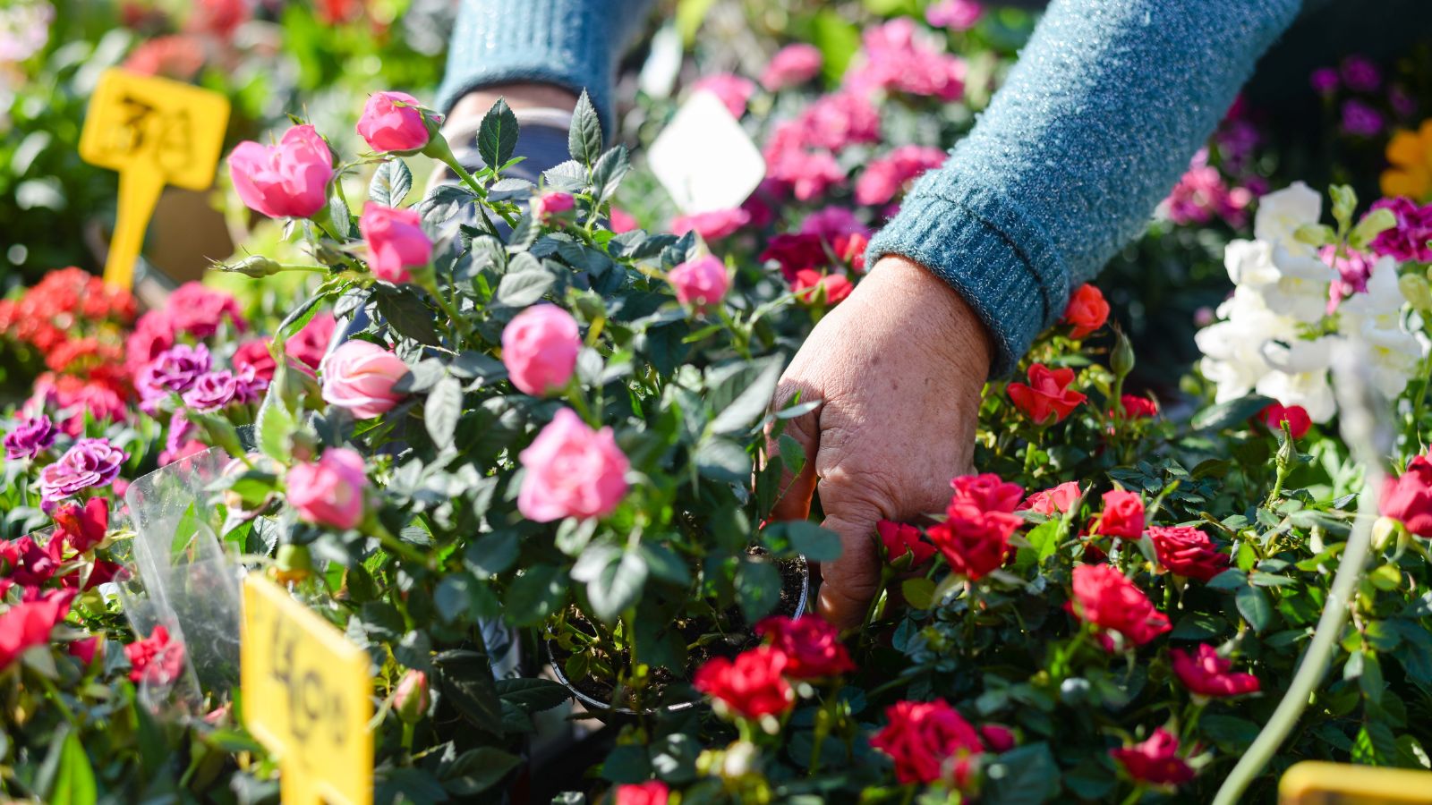 Você está visualizando atualmente Como Coletar e Plantar Sementes de Rosa em 7 Passos