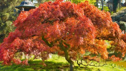 Leia mais sobre o artigo 19 Árvores de Bordo Japonês Resistentes ao Frio para Climas Frios