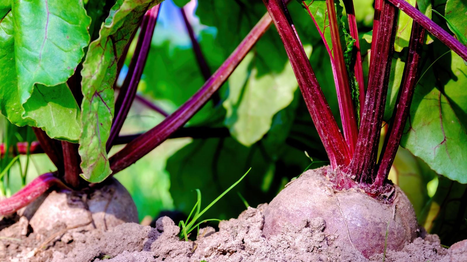 Você está visualizando atualmente 11 Variedades de Beterraba que Você Pode Plantar no Outono