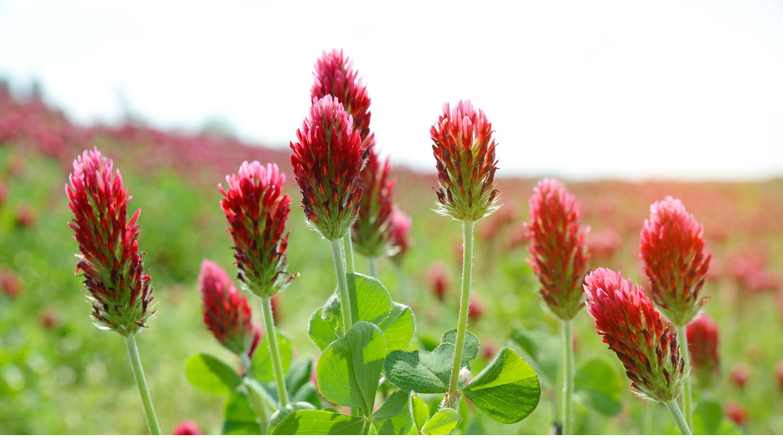 No momento, você está visualizando 15 Plantas que Fornecem Néctar Essencial para Polinizadores no Outono