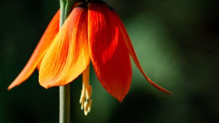 Leia mais sobre o artigo Como Plantar, Cultivar e Cuidar de Flores de Fritillaria