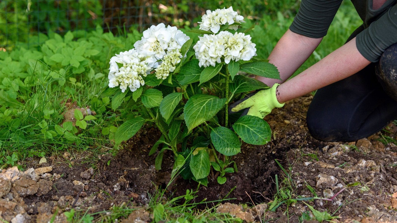 Você está visualizando atualmente 7 Sinais de que é Hora de Transplantar sua Hortênsia