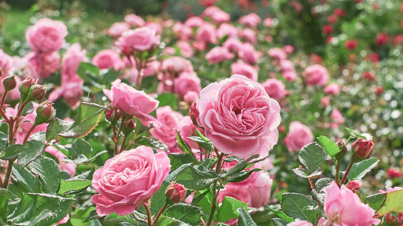 Você está visualizando atualmente 7 Sinais de que é Hora de Relocalizar suas Rosas