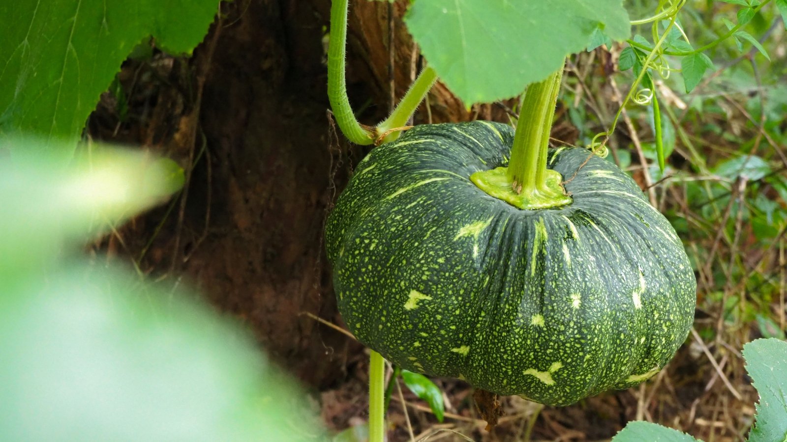 Você está visualizando atualmente Como Amadurecer Abóboras Verdes