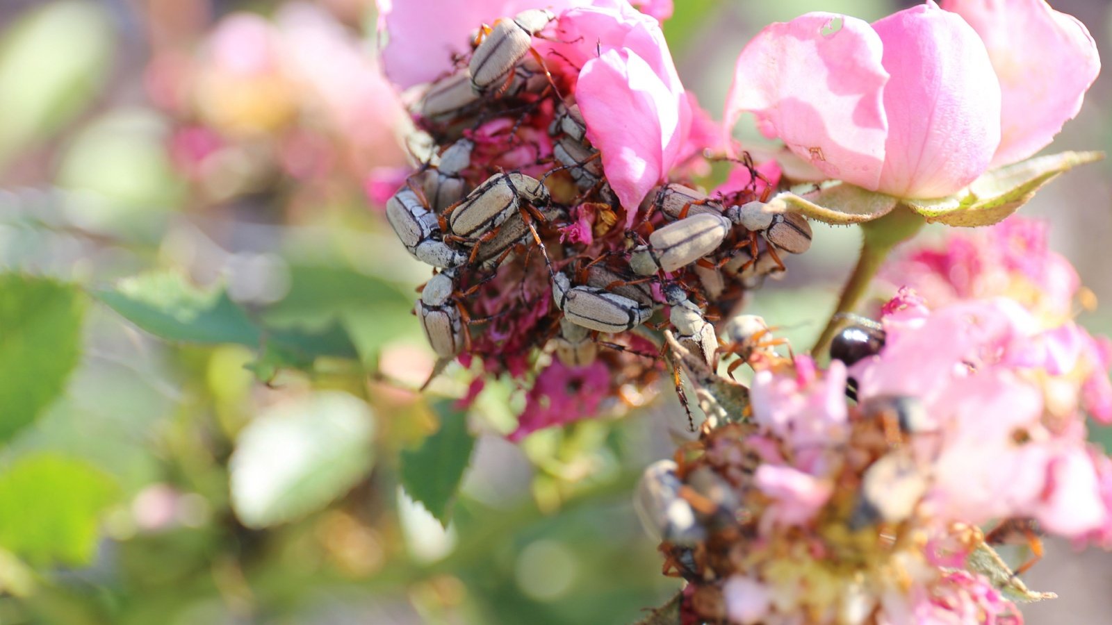 Você está visualizando atualmente Besouros Rosa-Chafer: Identificação e Manejo