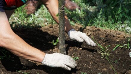 Leia mais sobre o artigo Não Cometa Esses Erros Comuns ao Plantar Árvores