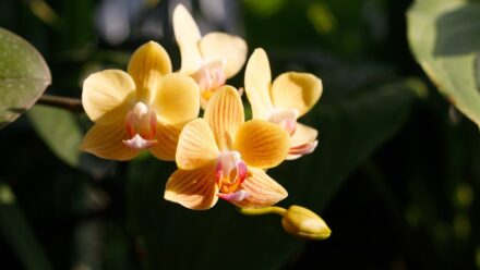 Leia mais sobre o artigo Com que Frequência as Orquídeas Florescem? Quando Esperar Flores