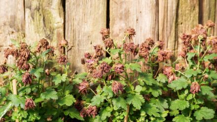 Leia mais sobre o artigo Cortar Plantas Mortas ou Arrancá-las?