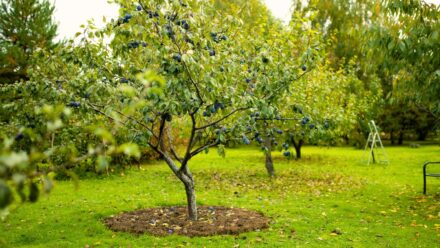 Leia mais sobre o artigo Cuidados com Árvores Frutíferas no Outono: Um Guia Abrangente