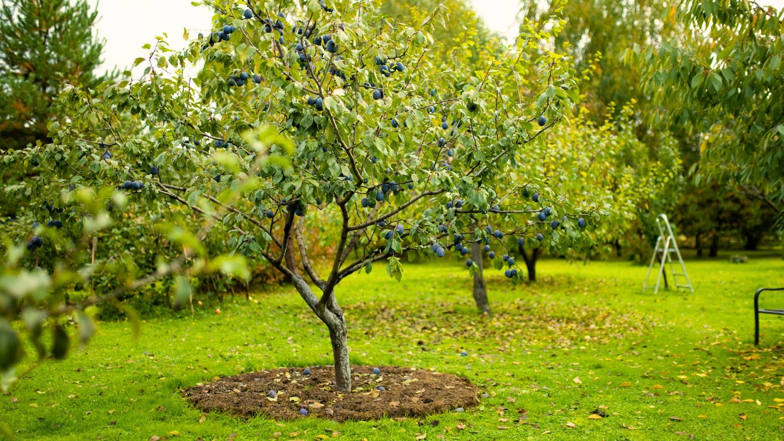 No momento, você está visualizando Cuidados com Árvores Frutíferas no Outono: Um Guia Abrangente