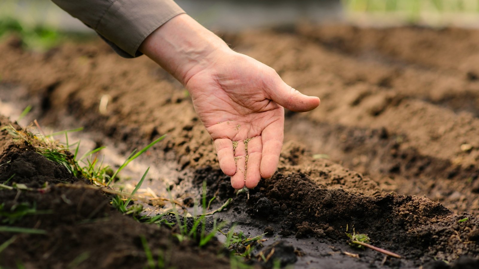 Você está visualizando atualmente Por Que o Outono é a Melhor Época para Semear Sementes de Plantas Nativas