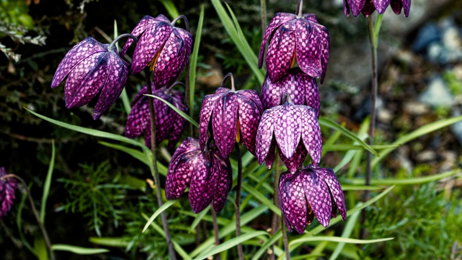 Você está visualizando atualmente 17 Variedades de Fritillaria para Plantar Nesta Estação