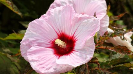 Leia mais sobre o artigo Que Tipo de Hibisco Volta Todo Ano?